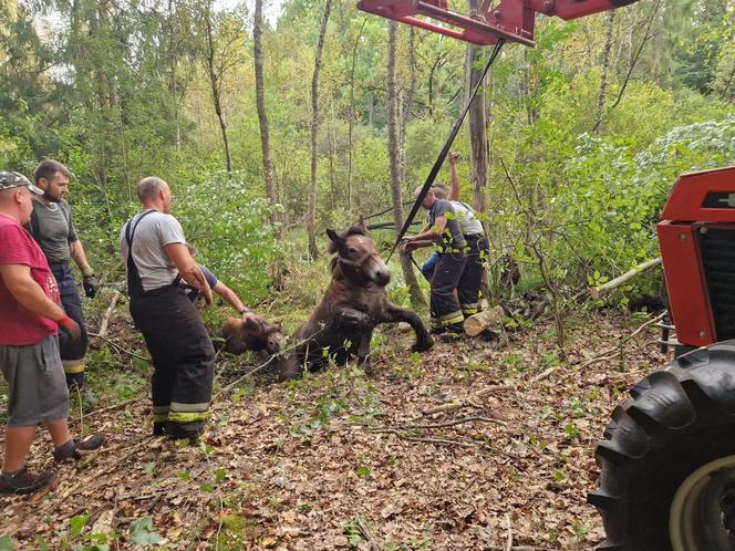 Nietypowe interwencje służb. Strażacy-ochotnicy uratowali stado koni, a strażnicy miejscy sarenki