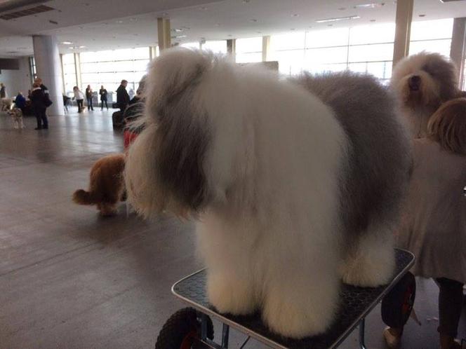 Wystawa Psów Rasowych w Poznaniu 2016