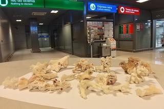 Fragmenty rafy koralowej zatrzymane na granicy