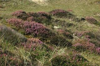 Wrzosowiska - kiedy je odwiedzić? Gdzie są w Polsce? Trwa sezon na wrzos!