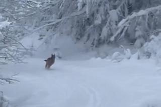 Rysie zaskoczone zimą w listopadzie. Biegają po beskidzkich szlakach