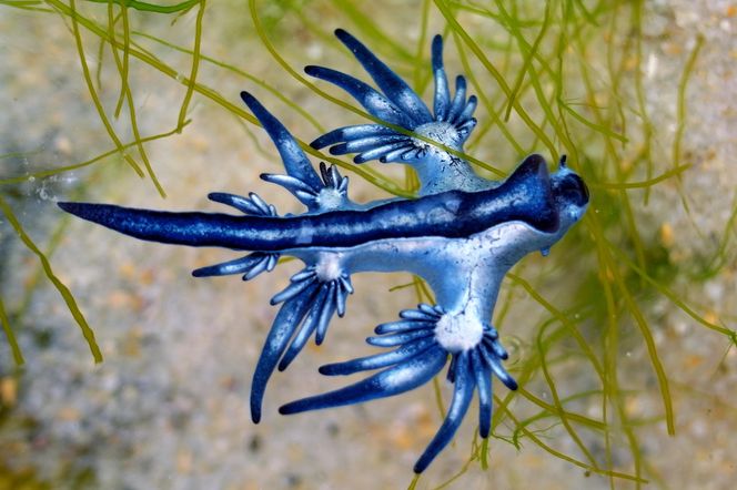 Ślimak morski Glaucus atlanticus, nazywany niebieskim smokiem lub jaskółką morską
