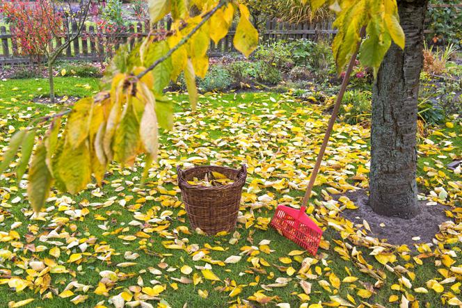 Sprzątanie opadłych liści
