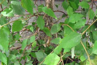 Brzoza czarna 'Summer Cascade' - Betula nigra 'Summer Cascade'
