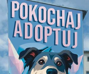 Pokochaj - adoptuj! Poruszający mural już wkrótce ozdobi ścianę w centrum Szczecinka [AUDIO]