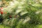 Trawy jednoroczne ozdobne na ogrodowe rabaty – poznaj najładniejsze gatunki