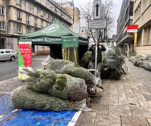 Akcja Choinka dla życia w Krakowie