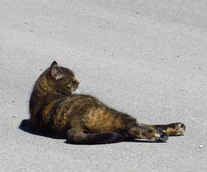 Co zrobić gdy znajdziesz martwego kota na ulicy? Odpowiedź jest prosta