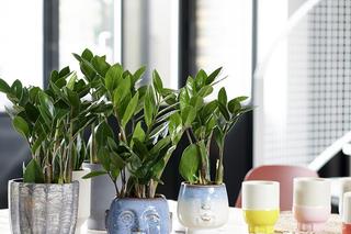 Kwiaty doniczkowe z marketu