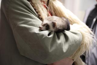 XXI Ogólnopolski Festiwal Fantastyki Falkon 2024 w Lublinie