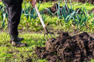 Jesienne zabiegi poprawiające jakość gleby w ogrodzie - jakie są najważniejsze?