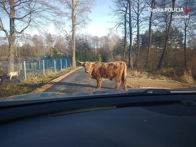 Byk Maciuś na gigancie