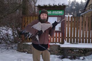 Ciechanów. Żuraw czekał na śmierć. Piękny gest myśliwego! [ZDJĘCIA]