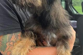 Spakował psy do worka i wywiózł do lasu! Szukamy zwyrola