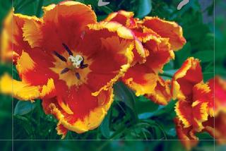 Tulipany - katalog odmian