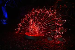 Wystawa Magiczny Botaniczny w Warszawie