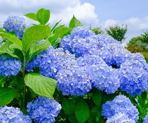 Dodaj to do gleby, a zmienisz kolor kwiatów hortensji na niebieski! Ogromne kwiaty zmienią kolor. Pielęgnacja hortensji 