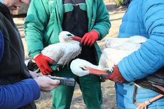 Warszawskie bociany poleciały do Szwecji. Nietypowy kierunek migracji ptaków