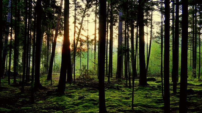 Świętokrzyskie. Zbiory grzybów wrzesień 2025