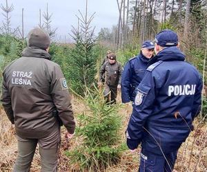 Policjanci wraz ze strażą leśną patrolują lasy w woj. lubelskim. Pilnują, by nikt nie ukradł choinek 