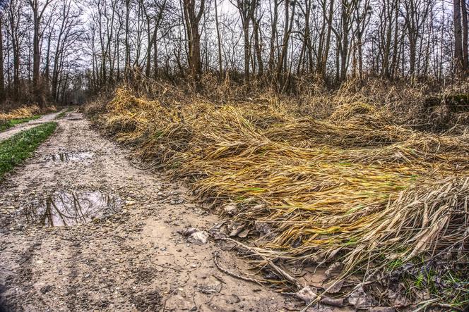 W wodach na bygoskim Łęgnowie wykryto trotyl. Prezydent Brusi komentuje sprawę
