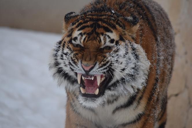 Płockie zoo tradycyjnie o tej porze uruchamia Trasę Zimowego Zwiedzania! [FOTO]