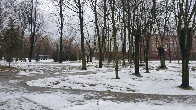 Drzewa dla sosnowieckiego hospicjum