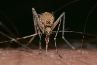 Druga akcja zwalczania komarów i kleszczy w Rzeszowie, będą opryski