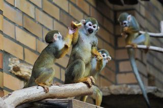 Zwierzęta w opolskim zoo jedzą lody!
