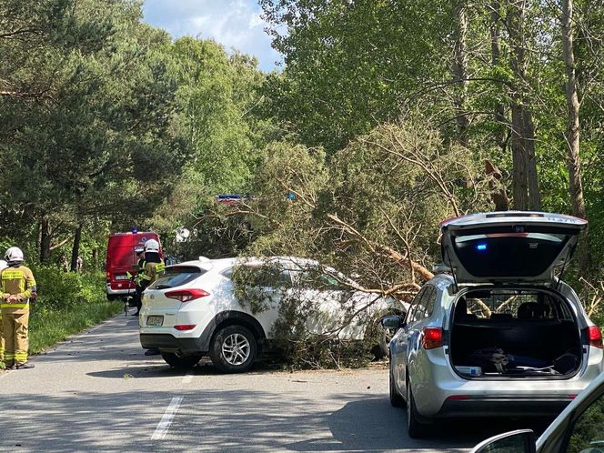 Drzewo spadło na auto na Helu