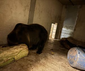 Z piekła do azylu! Uratowana niedźwiedzica Poca zaczyna nowe życie w Poznaniu