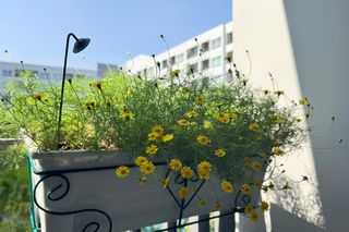 Polne kwiaty na balkonie 