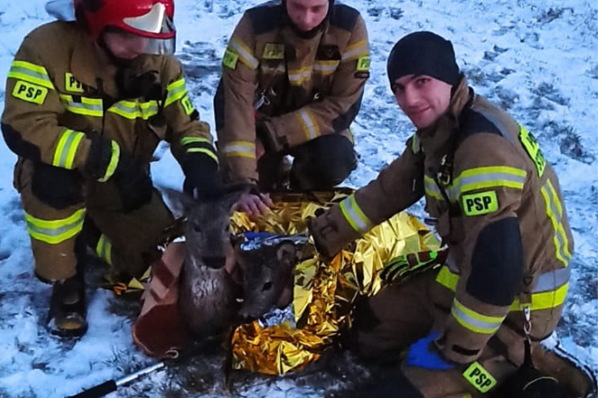 Strażacy z Żor uratowali topiące się sarny