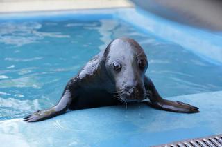 FOKI NIE CHCĄ  DAĆ SIĘ ZBADAĆ.
