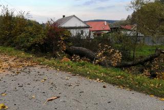 Leszczawa Górna. Drzewo padło na drogę