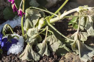 Zimowanie pelargonii
