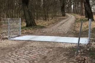 Młody Schab
