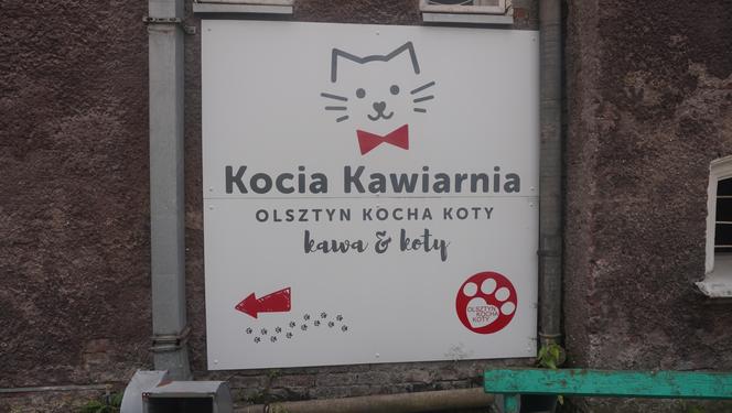 Kocia kawiarnia w Olsztynie się zamyka. Jaki los czeka koty? [ZDJĘCIA]