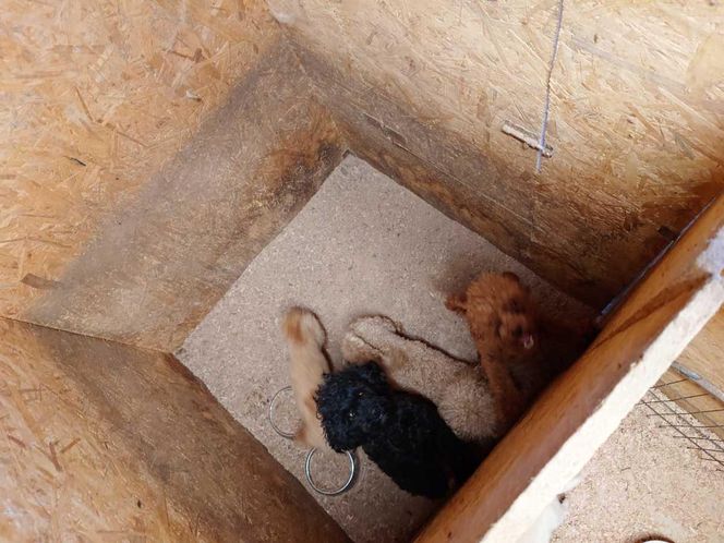 Skandal w pseudohodowli pod Krakowem! Psy żyły we własnych odchodach. Właścicielce grozi więzienie