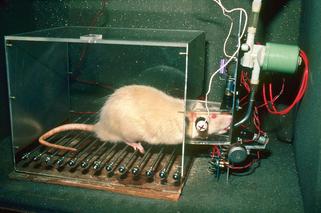 SUPER FOKUS: Myszy wychodzą z klatek