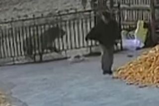 Zobaczył pod domem wielkiego tygrysa. Zdążył zrobić jedno. Zwierzę zaczęło polowanie. Jest nagranie