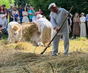 W Skansenie odbyły się retro żniwa, żęto żyto metodami pradziadków