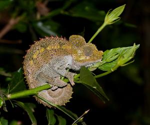 Kameleon hełmiasty (Trioceros hoehnelii)
