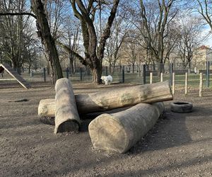 Psi park w Parku Staromiejskim w Łodzi