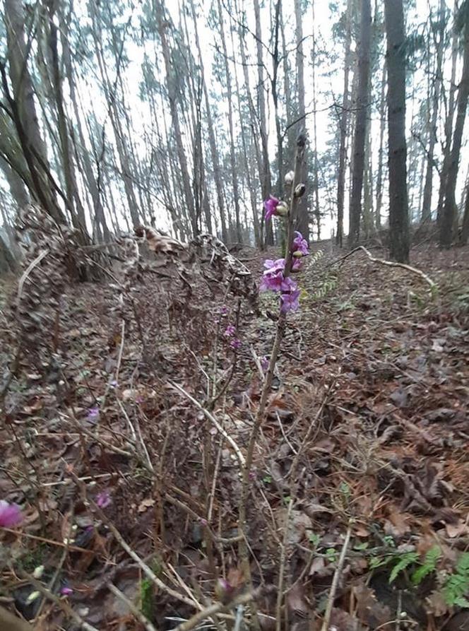 W lasach w okolicy Olsztyna widać znaki nadchodzącej wiosny