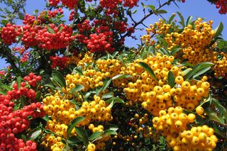 Ognik szkarłatny - Pyracantha coccinea