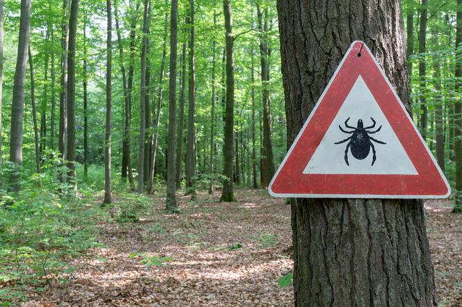 Kleszczowe zapalenie mózgu - jak leczy się i diagnozuje tę groźną dla dziecka chorobę