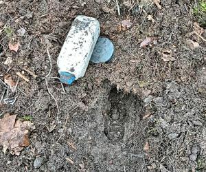 Akcja kryminalnych w lesie pod Toruniem. 44-latek zakopał tam narkotyki
