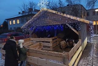Bożonarodzeniowa szopka w Dywitach gotowa! Zamieszkało w niej sześć owieczek [ZDJĘCIA]