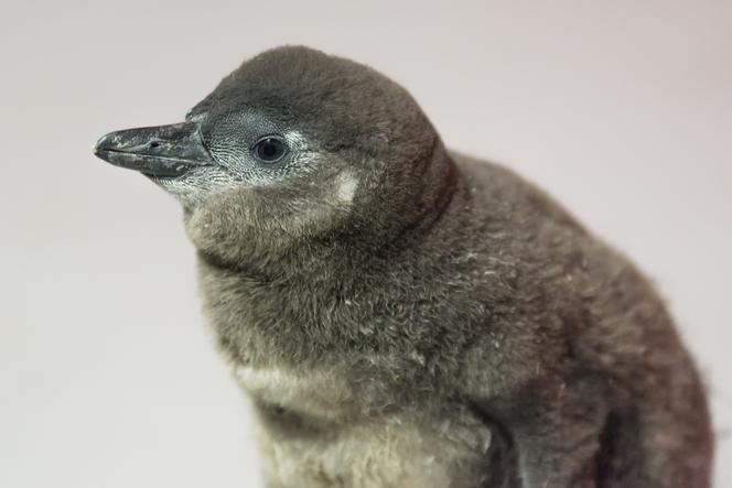Nowy pingwin we wrocławskim zoo